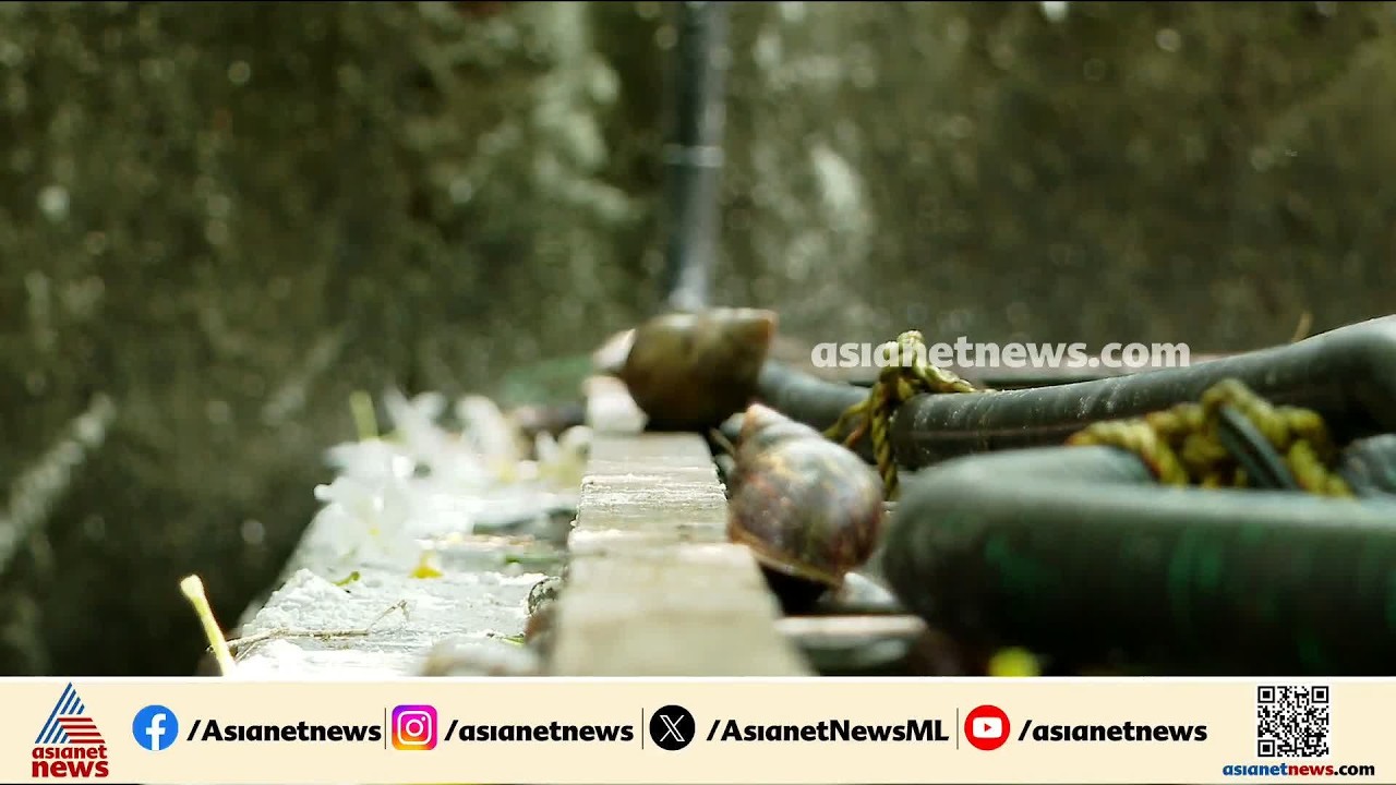 നാട് നിറഞ്ഞ് ആഫ്രിക്കൻ ഒച്ചുകൾ; പൊറുതിമുട്ടി പൂങ്കുന്നം നിവാസികൾ