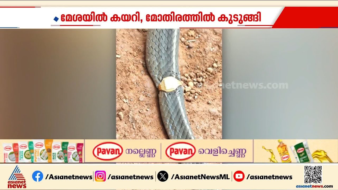 സ്വർണ മോതിരമിട്ട ചേര; മേശയിൽ സൂക്ഷിച്ച മോതിരം ചേരയുടെ ശരീരത്തിൽ കുടുങ്ങി| Kasaragod