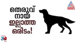 Imagine a Place Without Stray Dogs? It Exists!
