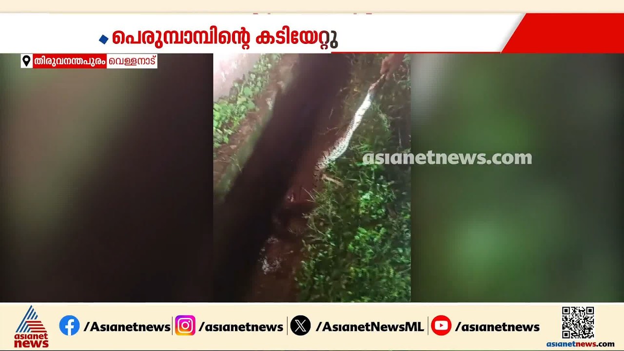 റോഡിൽ കിടന്ന പെരുമ്പാമ്പിനെ മാറ്റുന്നതിനിടെ പഞ്ചായത്ത് മുൻഅം​ഗത്തിന് കടിയേറ്റു| Snake Bite