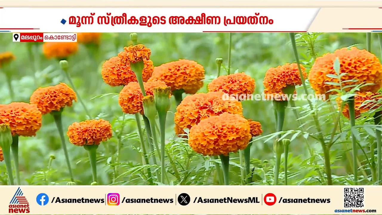 'ചെടിയൊക്കെ വലുതായി, പൂവായി, ഓണമായി'; ഈ പൂന്തോട്ടം വെറുതെ ഒരുക്കിയതല്ല
