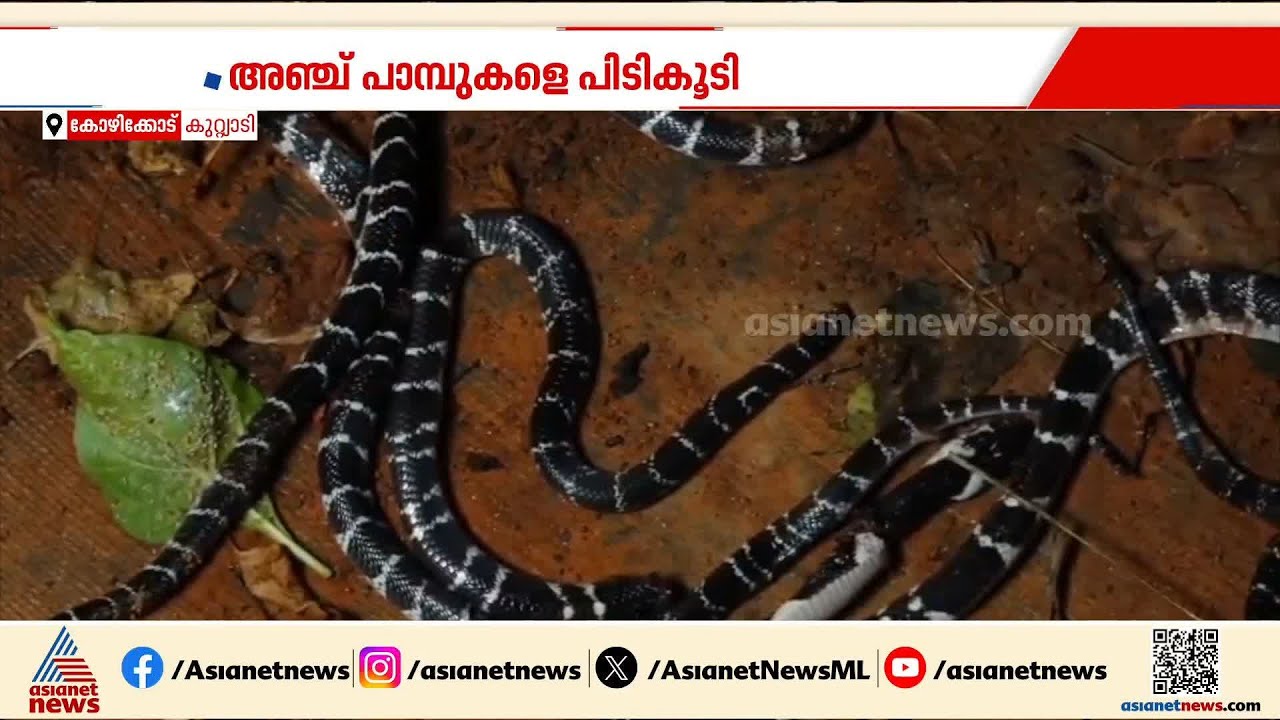കിടപ്പുമുറിയിൽ നിന്ന് 5 വിഷപാമ്പുകളെ പിടികൂടി; ഒന്നരവയസുളള കുഞ്ഞടക്കം രക്ഷപ്പെട്ടത് തലനാരിഴയ്ക്ക്