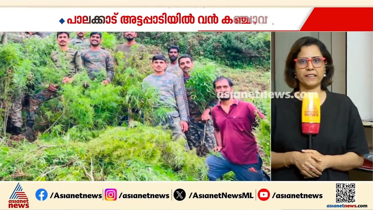 അട്ടപ്പാടിയിൽ വനമേഖലയിലെ കഞ്ചാവുചെടികൾ നശിപ്പിച്ചു | Attappadi