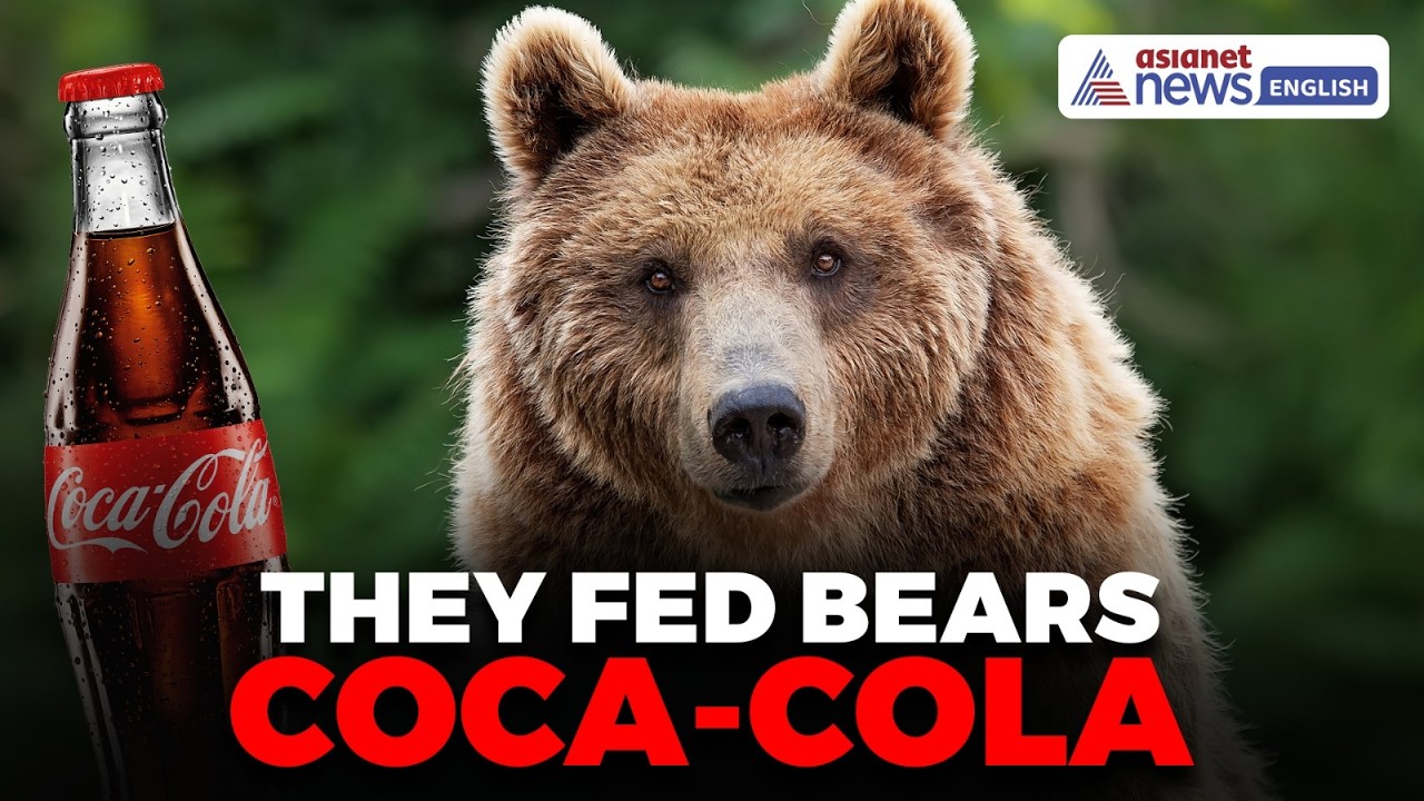 Armenia’s Captive Bears Finally Rescued After Years of Abuse | Shocking Wildlife Story