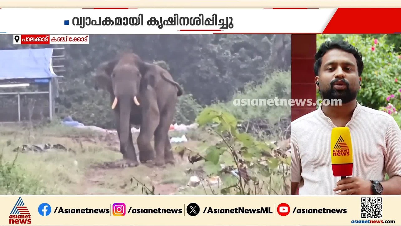 പാലക്കാട് കഞ്ചിക്കോട് ജനവാസ മേഖലയിൽ കാട്ടാനയിറങ്ങി; വ്യാപക കൃഷിനാശം