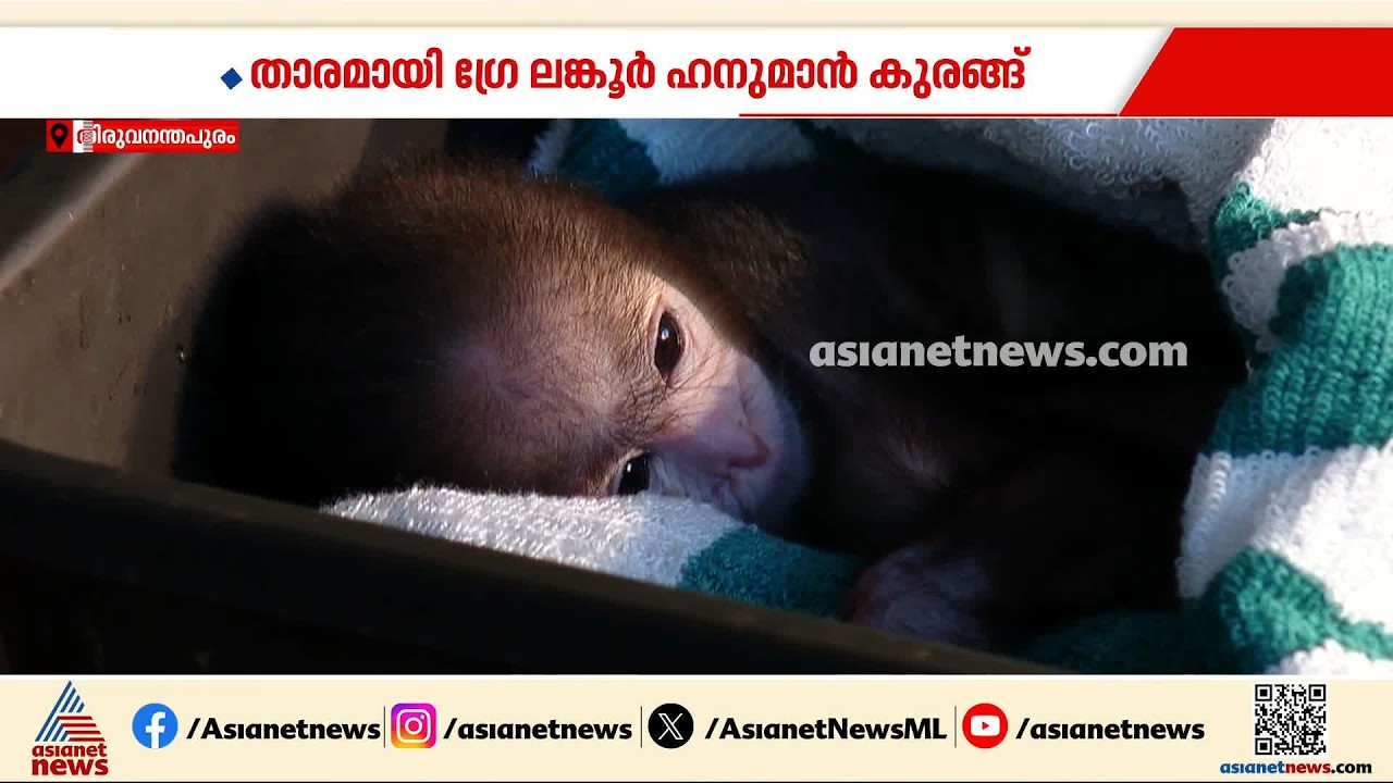 പ്രസവത്തിൽ അമ്മയെ നഷ്ടപ്പെട്ട ഹനുമാൻ കുരങ്ങിന് തണലായി തിരുവനന്തപുരം മൃ​ഗശാലയിലെ ജീവനക്കാർ
