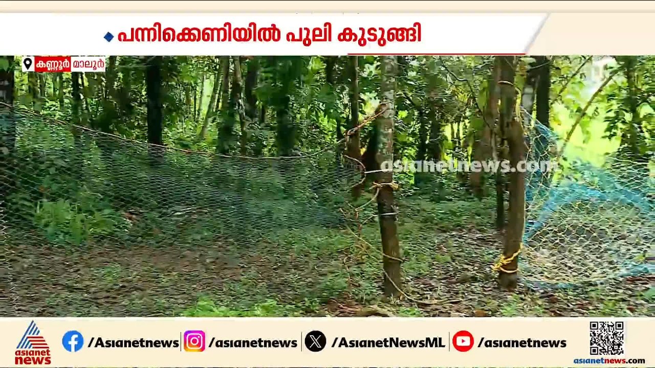 കണ്ണൂര്‍ മാലൂരിലെ കൃഷിയിടത്തിലെ പന്നിക്കെണിയില്‍ പുലി കുടുങ്ങി