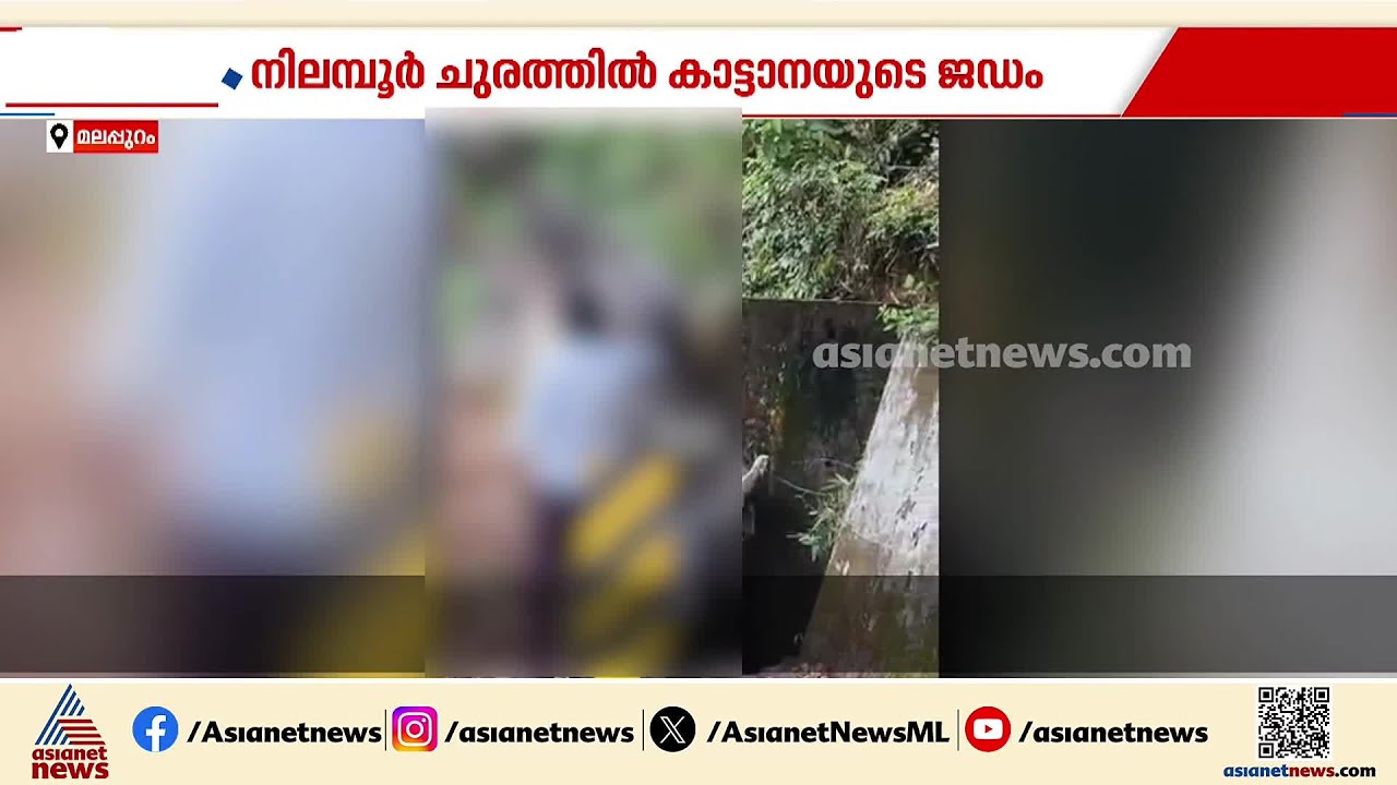 നിലമ്പൂർ നാടുകാണി ചുരത്തിൽ കാട്ടാനയുടെ ജഡം കണ്ടെത്തി | Nilambur | Elephant