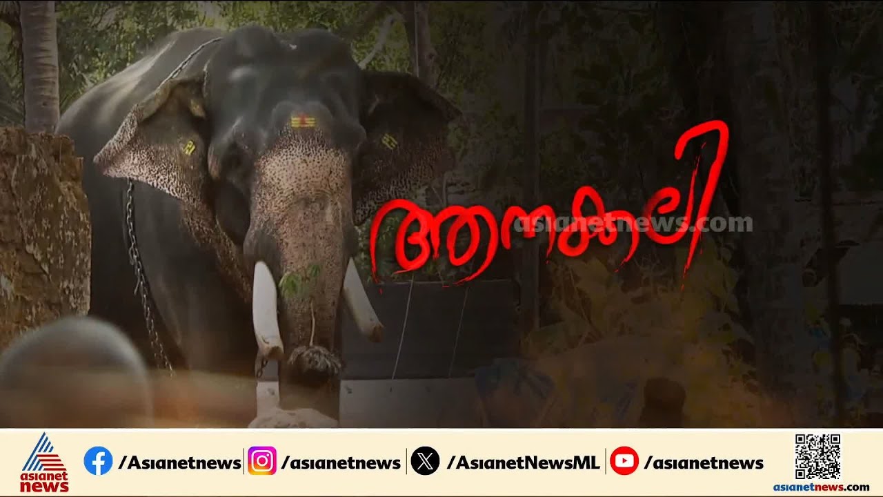 ആനക്കലിയിൽ ഒരു ജീവൻകൂടി; നടുക്കം മാറാതെ പ്രദേശവാസികൾ | Elephant attack | Thrissur