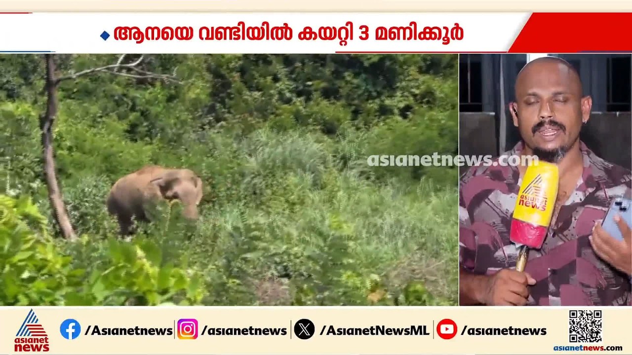 ആറളം ഫാമിൽ നിന്നും മയക്കുവെടിവച്ച് പിടികൂടിയ മോഴയാനയുമായി പോയ ലോറി ചളിയിൽ കുടുങ്ങി
