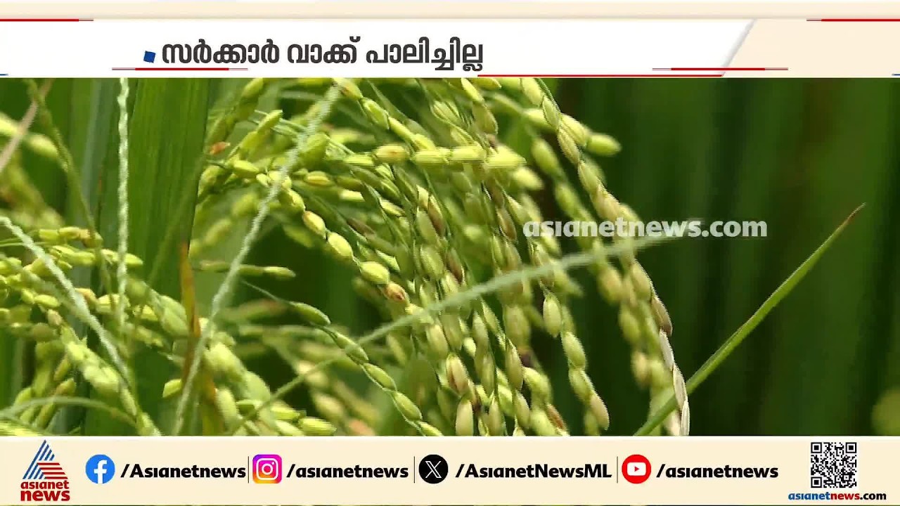 നെല്ലിന്റെ പണം എവിടെ?; സർക്കാർ വാക്ക് പാലിച്ചില്ല, കർഷകർ പ്രതിസന്ധിയിൽ
