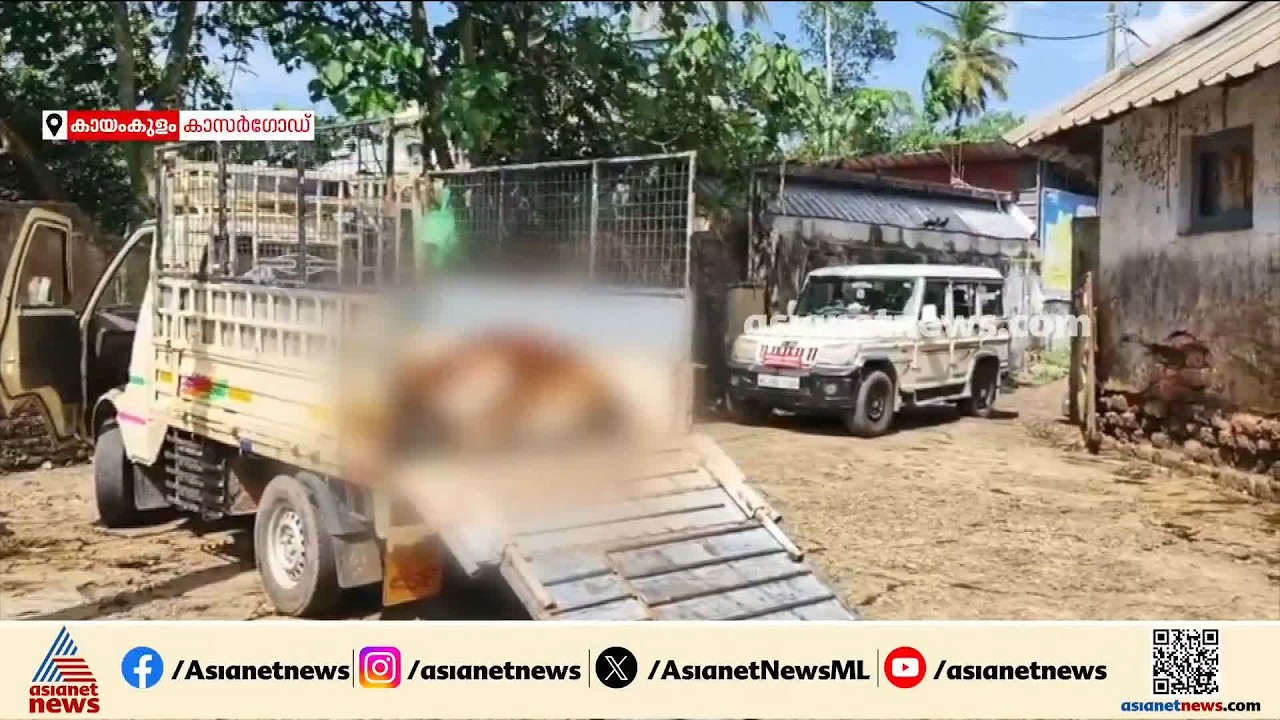 ചത്ത പശുവിനെ അറവ് ശാലയിൽ എത്തിച്ച് വിൽക്കാൻ ശ്രമിച്ച സംഭവം; പൊലീസ് അന്വേഷണം ആവശ്യപ്പെട്ട് നഗരസഭ