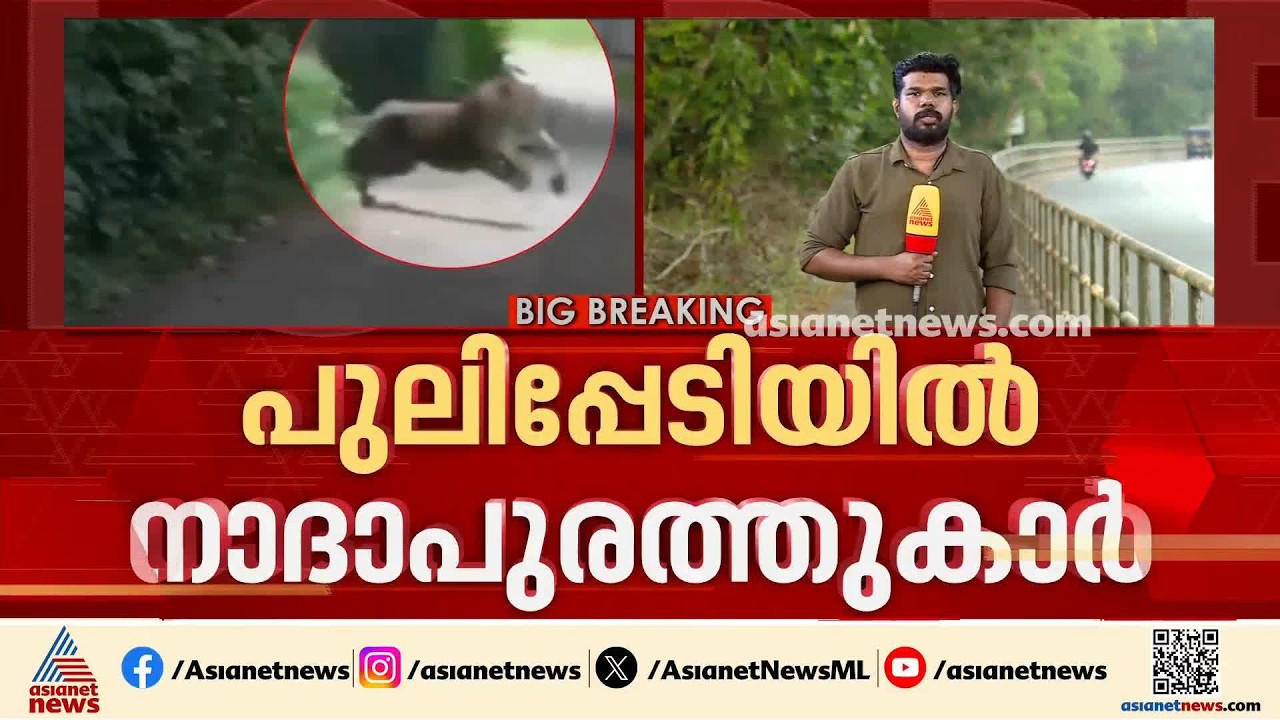 കൂട്ടിൽ കുടുങ്ങാതെ പുലി; പുലിപ്പേടി മാറാതെ നാദാപുരത്തുകാർ