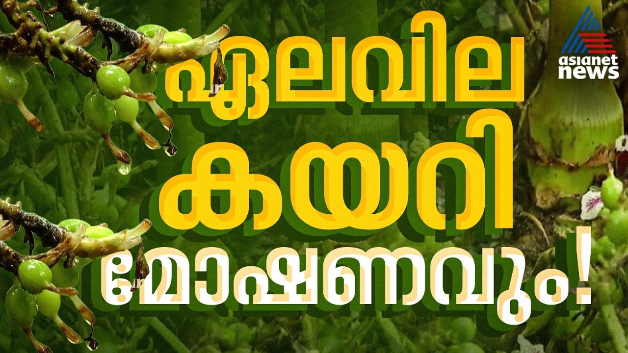 ഏലത്തിന് വില ഉയർന്നതോടെ മോഷണവും വർധിക്കുന്നു; മോഷ്ടാക്കളെ കണ്ടെത്താനാവാതെ പൊലീസ് | Cardamom