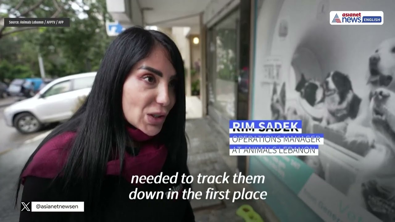 Animal Rescue Teams Brave Bombings in Beirut to Save Trapped Pets | World News