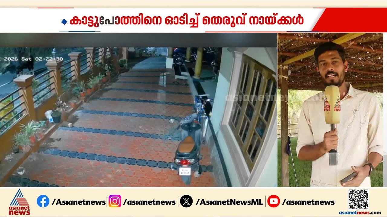 കാട്ടുപോത്തിനെ വിരട്ടിയോടിച്ച് തെരുവ് നായ്ക്കൾ; സംഭവം പത്തനംതിട്ട തണ്ണിത്തോട്ടിൽ | Wild buffalo