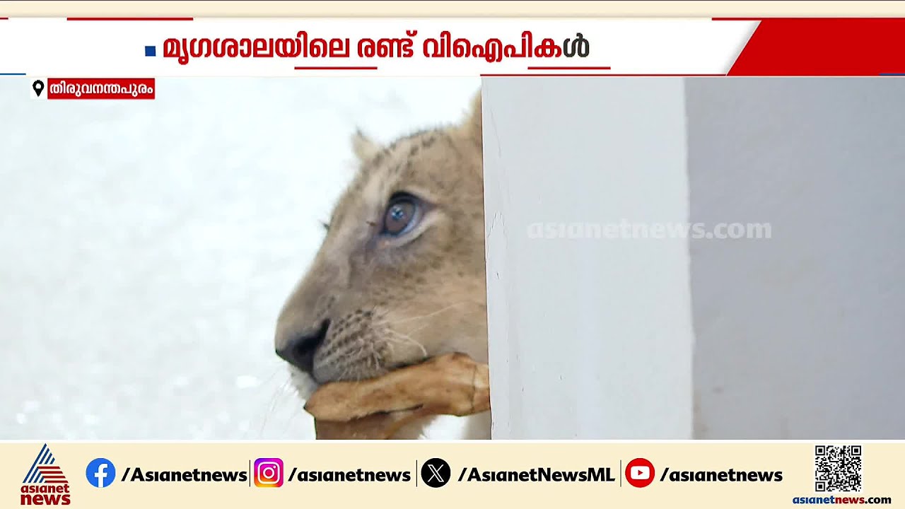 മൃഗശാലയിലെ രണ്ട് വിഐപികൾ; നിസാരക്കാരല്ല സിംബയും സൂരിയും