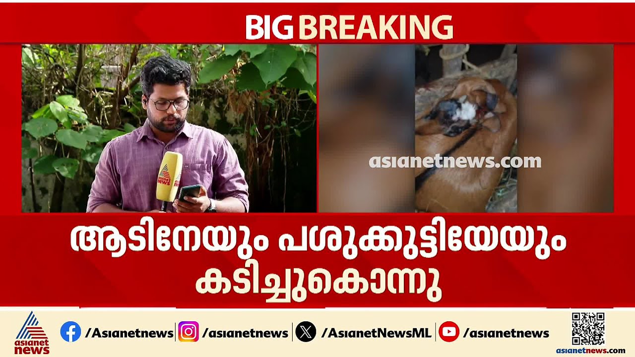 കണ്ണൂർ കേളകത്ത് ആക്രമണം നടത്തിയത് പുലിയോ?; വളർത്തുമൃ​ഗങ്ങളെ കടിച്ചുകൊന്ന നിലയിൽ