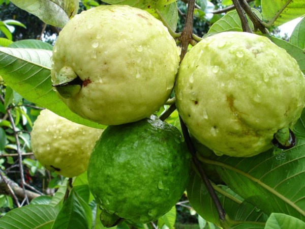 Cultivation techniques for high yields in Guava and Nelli ...