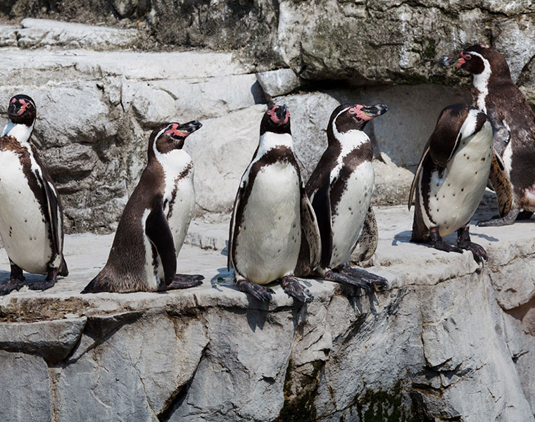 Penguins India zoos illtreated