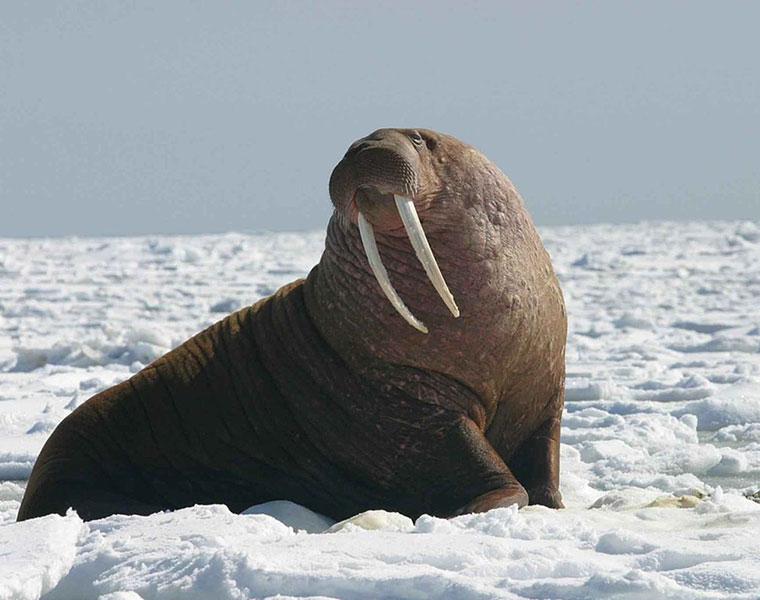 No threatened species listing for walrus