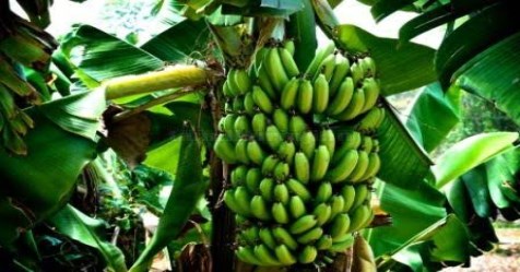 Diseases and  treatment for banana