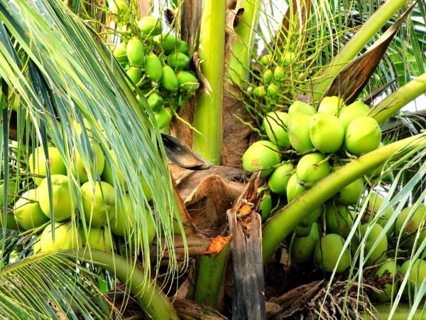 Does the coconuts come from cinnamon? These three are defective ...