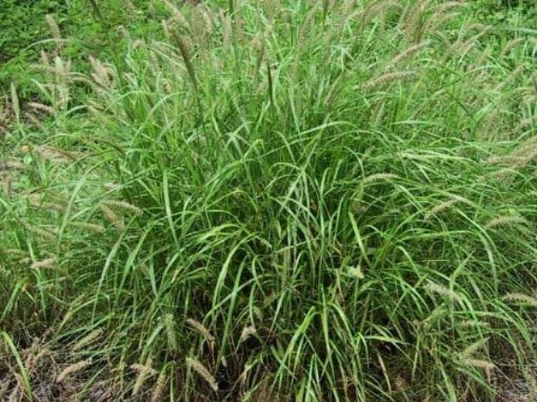 how to cultivate blue kolukattai grass