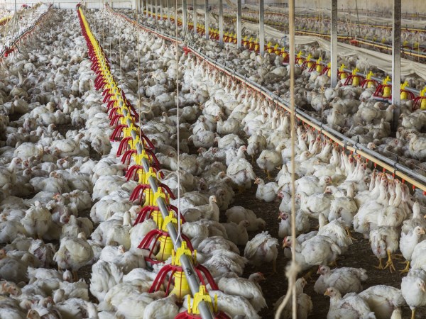 What is the cultivation of poultry? Is that so profitable?