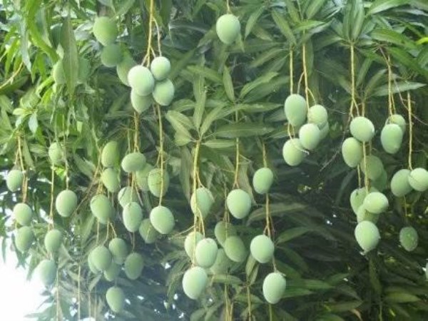 These are the symptoms of this type of pest attacking mango trees.