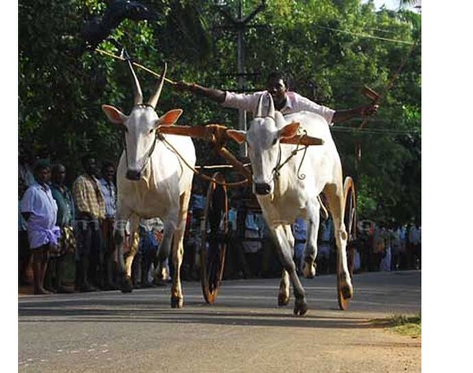 महाराष्ट्र में बैलगाड़ी दौड़ को सुप्रीम कोर्ट ने दी मंजूरी, 2014 में जल्लीकट्टू, बैल-दौड़ पर लगाई थी रोक