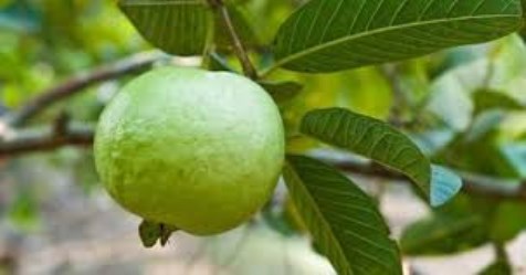 protection methods of guava from insects