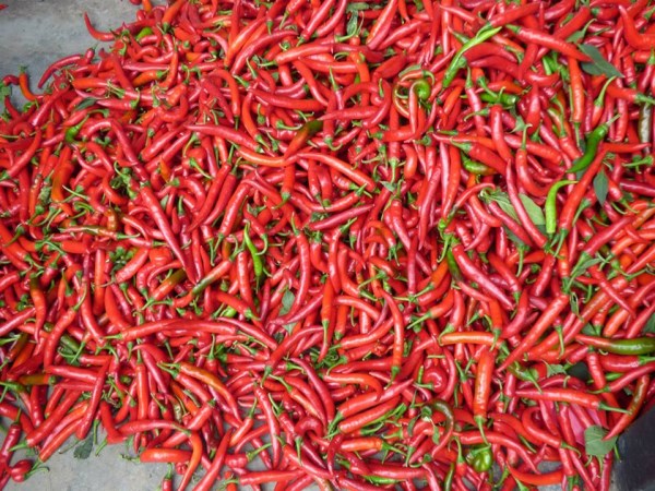 Red chilli is the best way to harvest chilli