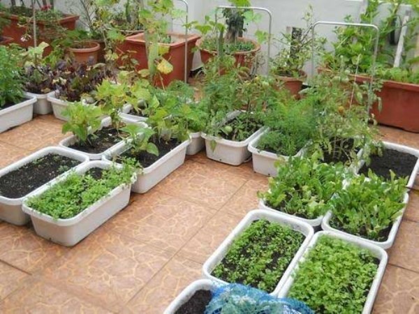 Terrace garden types and vegetables show grow