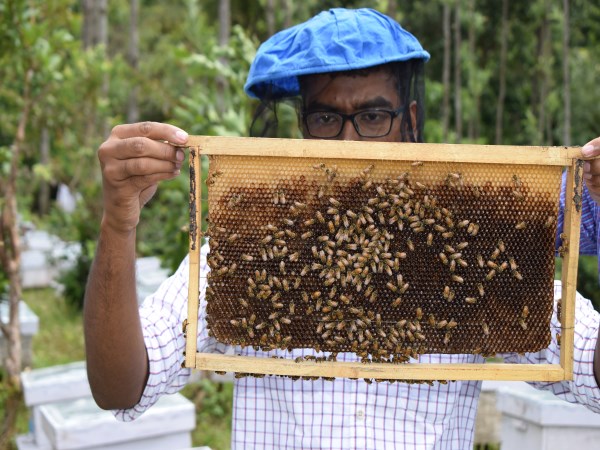 Are you going to engage in bee farming? First you know about investment market opportunity ...