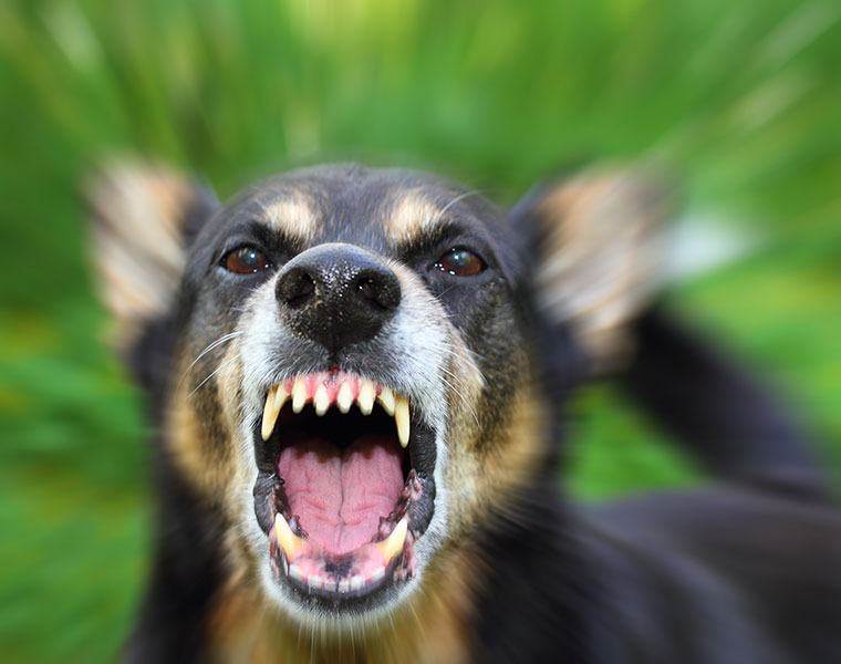 Survival Guide Things you should do if a stray dog attack