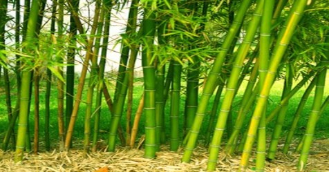 a year-one-acres-rs2-lakhs-of-bamboo-cultivation