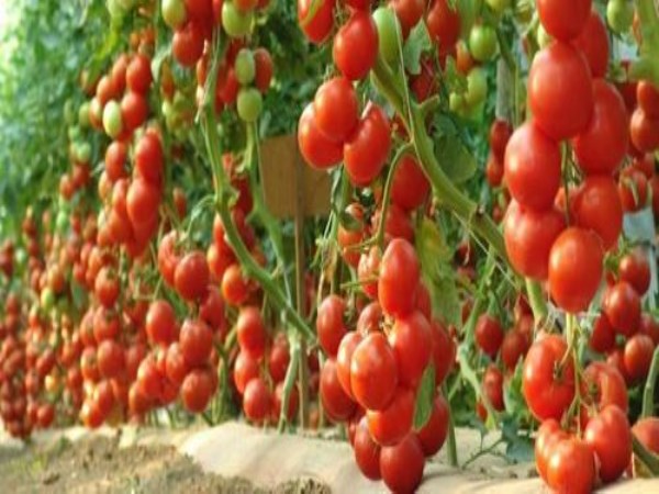 Planting and harvesting in tomatoes is important to know ...