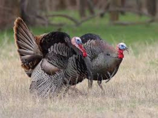 Do you know how to handle turkeys? Know you know ...