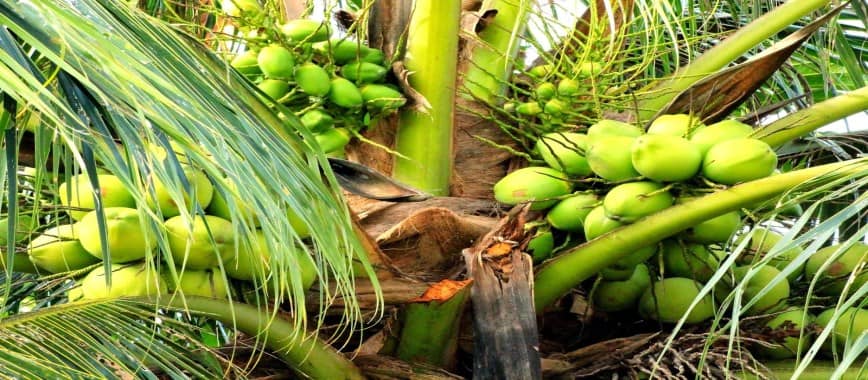 on the-coconut-crop-management-on-how-to-do-better-read