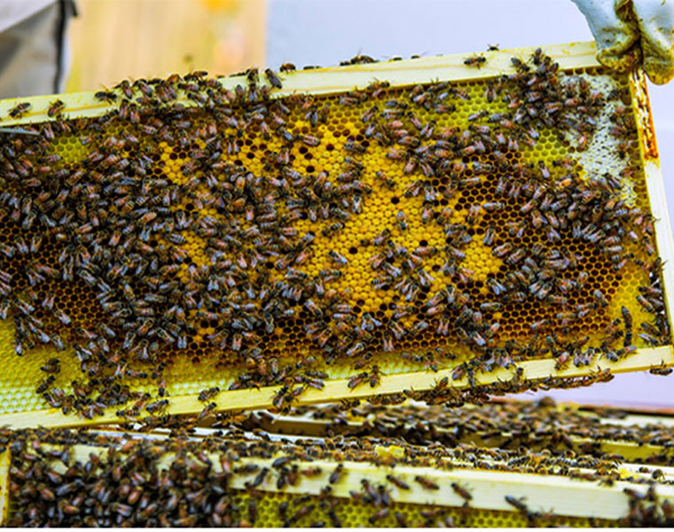 25  women  injured  in  Honeybee  Attack  in  Ambedkar  konaseema  district 