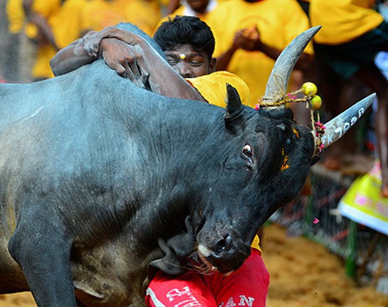 Jallikattu is not only a sport it has a scientific reason