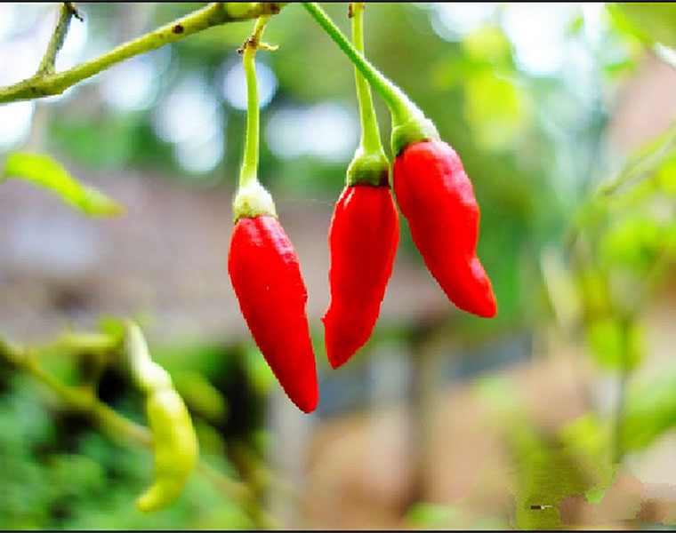 Farmers reaping profit with kanthari chillies