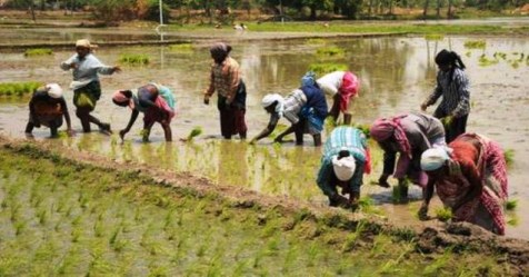 Using these techniques can yield much higher yields in the cultivation of the crop ...