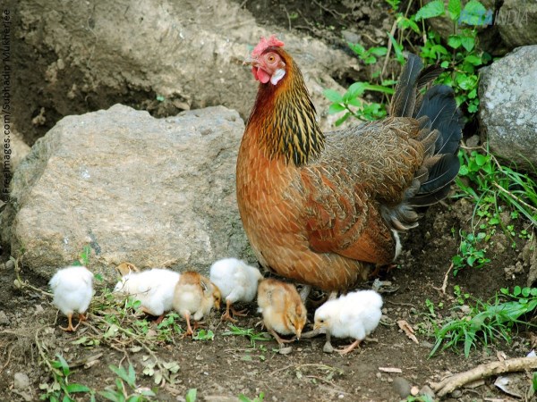 Do you know there are two ways to maintain chickens?