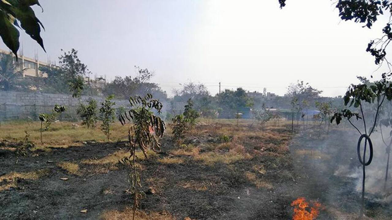 Bengaluru's 'mini forest' goes up in flames