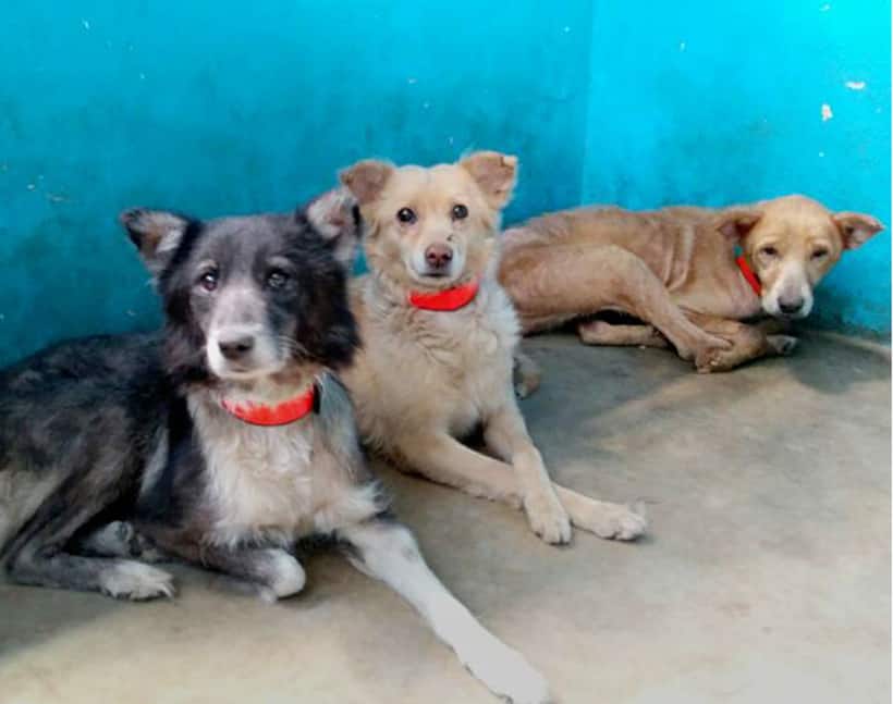 Who will collar the strays dogs? BBMP shies away as Bengaluru NGO does the job
