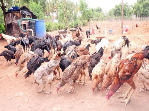 The country poultry feeding terminology is a vision ...