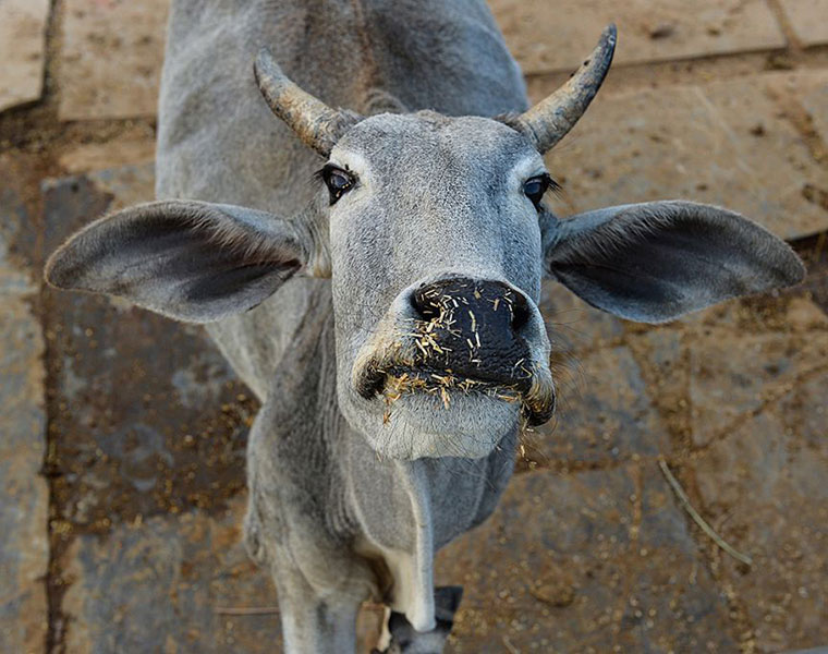 Google Street View beefed up privacy blurs out cow face