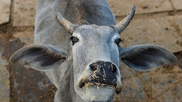 Kolkata NGO organises selfie-with-cow contest, winner will be awarded cow products